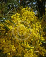 Acacia fimbriata