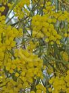 Acacia fimbriata