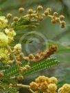 Acacia fulva