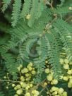 Acacia glaucocarpa