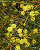 Acacia gracilifolia