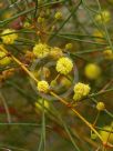 Acacia gracilifolia