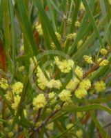 Acacia granitica