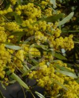 Acacia hakeoides