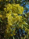 Acacia hakeoides