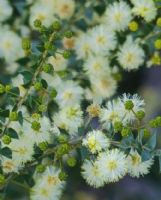 Acacia hubbardiana