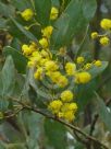 Acacia jucunda