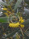 Acacia kempeana