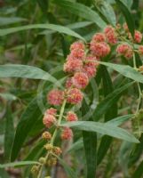 Acacia leprosa Scarlet Blaze