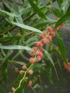 Acacia leprosa Scarlet Blaze