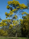 Acacia linearifolia