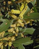 Acacia longifolia sophorae