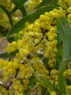 Acacia macradenia