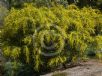 Acacia macradenia