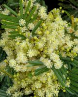 Acacia mearnsii