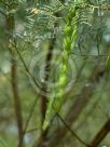 Acacia muelleriana