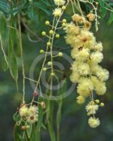 Acacia oshanesii