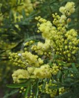 Acacia parramattensis