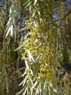 Acacia pendula