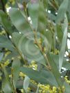 Acacia phlebophylla