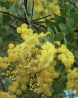 Acacia podalyriifolia