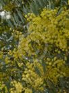 Acacia prominens