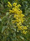 Acacia pycnantha