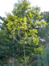 Acacia pycnantha