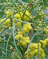 Acacia retinodes