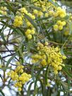 Acacia retinodes