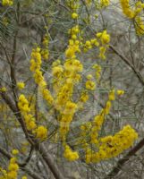 Acacia rigens