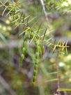 Acacia rupicola