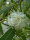 Acacia salicina