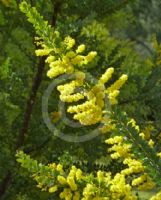 Acacia semilunata