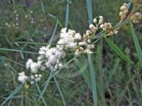 Acacia suaveolens