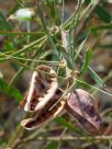 Acacia suaveolens