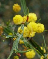 Acacia trigonophylla