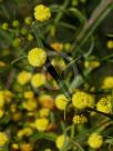 Acacia trigonophylla