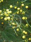 Acacia trigonophylla