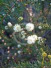 Acacia ulicifolia