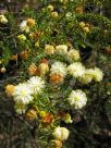 Acacia ulicifolia