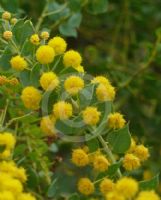 Acacia uncinata