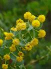 Acacia uncinata