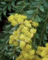 Acacia vestita