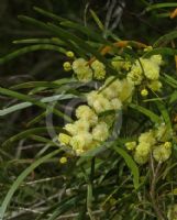 Acacia viscidula