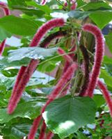 Acalypha hispida