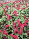 Acalypha herzogiana