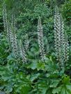 Acanthus mollis