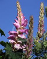 Acanthus polystachyus