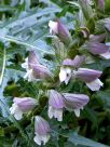 Acanthus spinosus